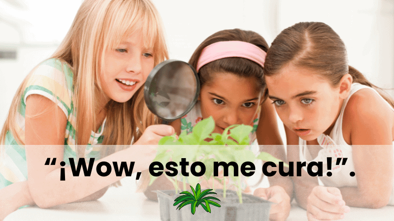 plantas con antibiótico